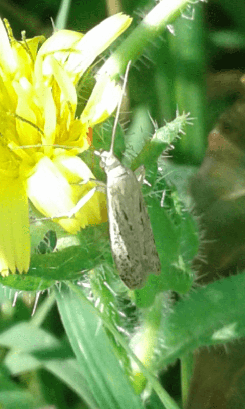 Gelechiidae?  No, Pyralidae Phycitinae sp.